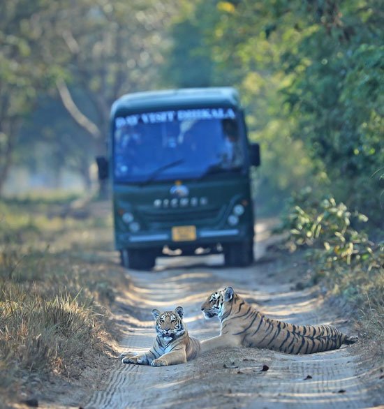 Corbett Canter Safari