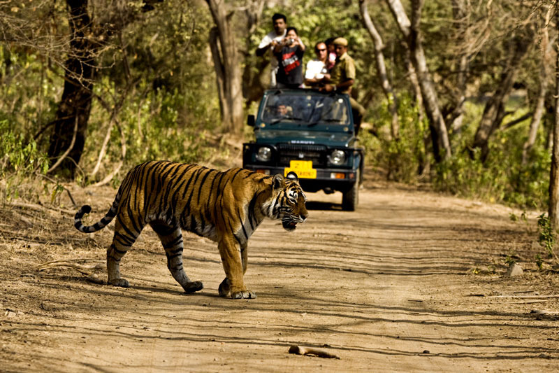 Jim Corbett Safari